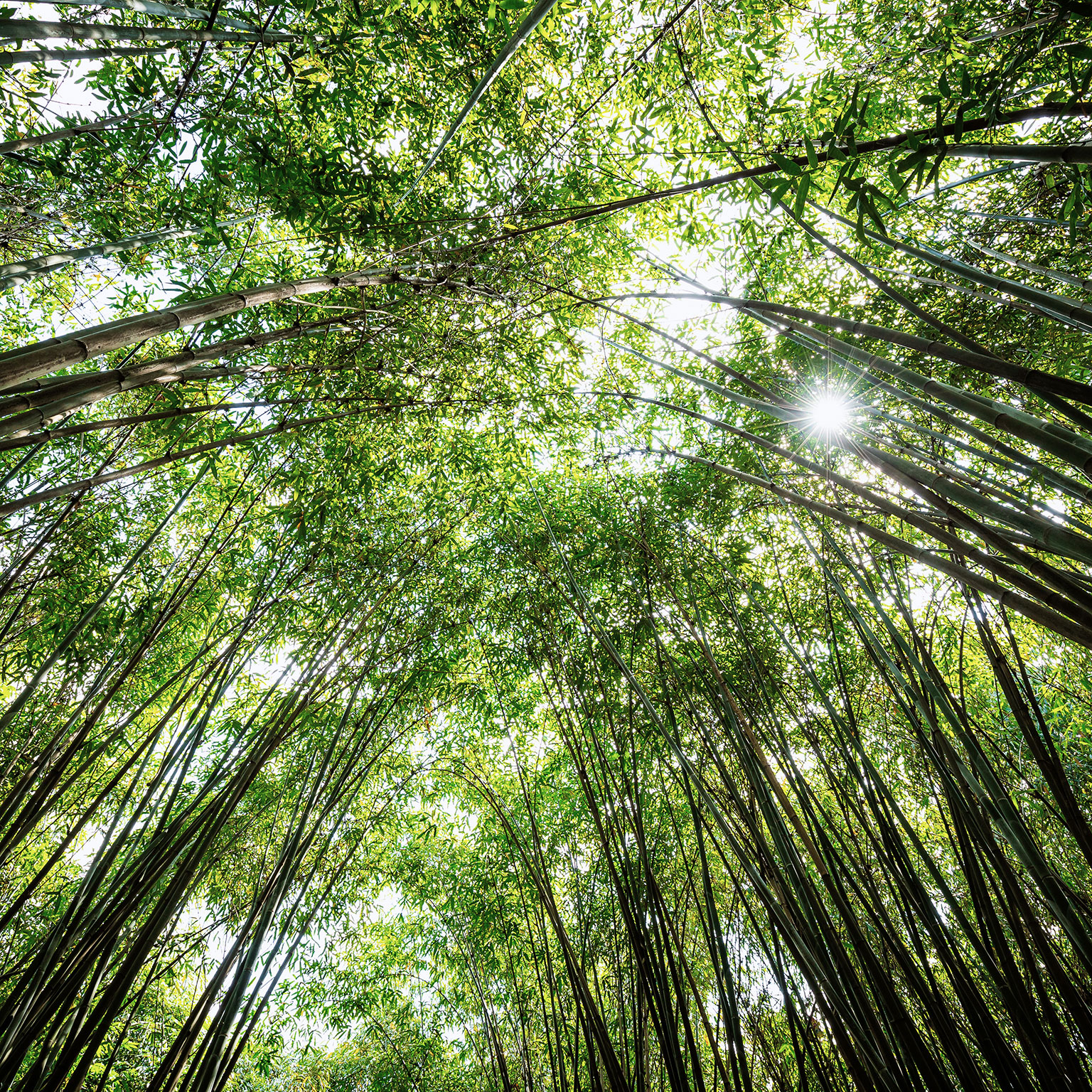 Rev up your growth engine Lessons from throughcycle outperformers